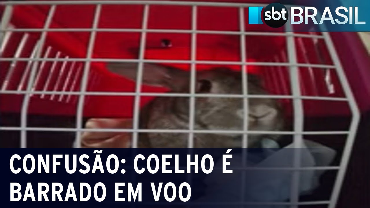 Coelho é impedido de embarcar em voo e dono arruma confusão | SBT Brasil (20/11/21)