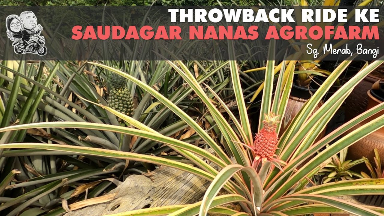 #19 Dominar D400: Throwback Ride ke Saudagar Nanas Agrofarm, Sg. Merab Bangi
