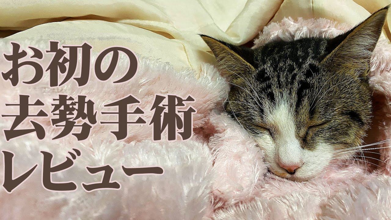 お初の去勢手術後の様子と個人的に感じたこと