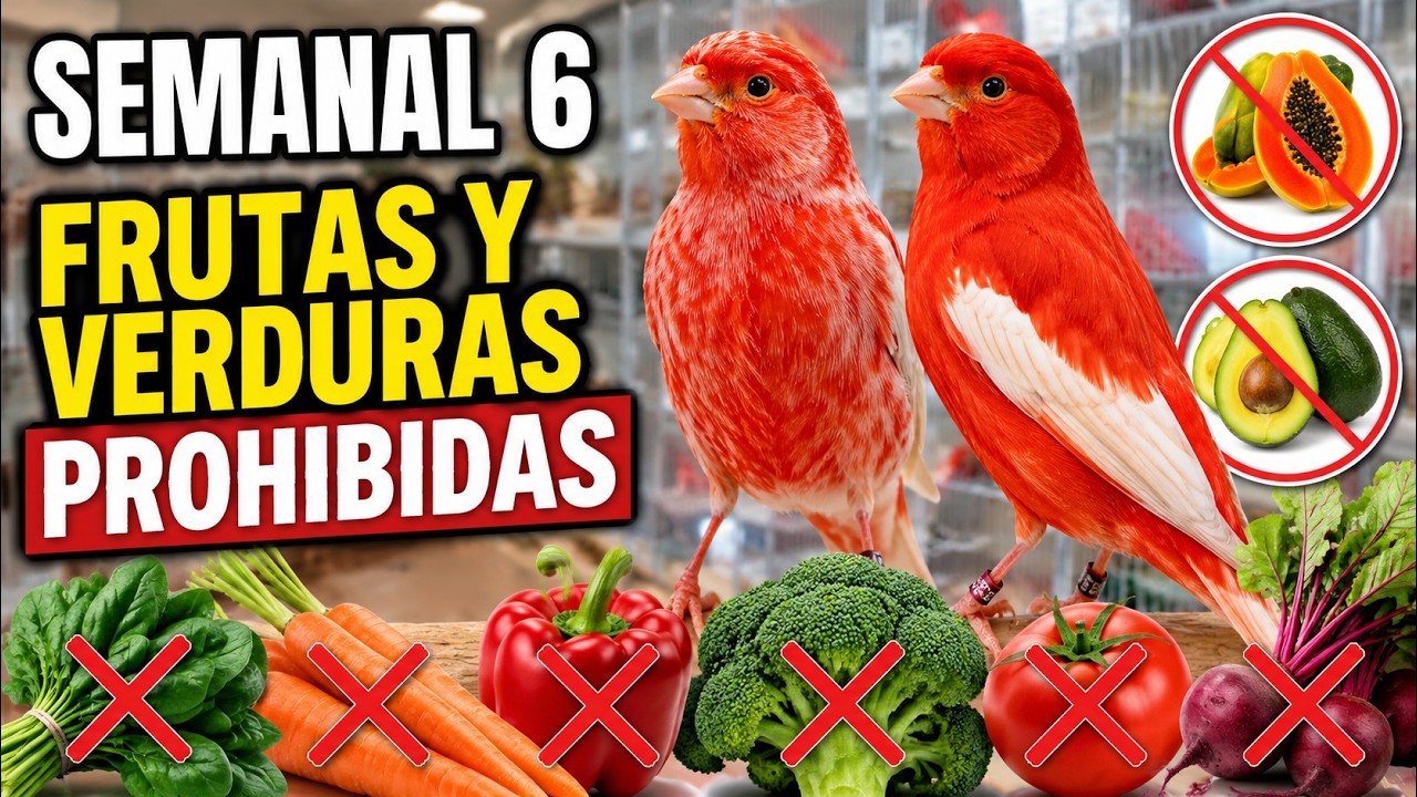 📆 Semanal 6 | Prohibido para rojos mosaicos y rojos alas blancas