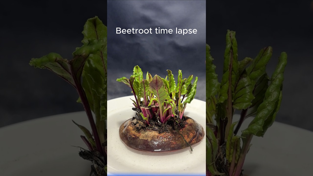 growing beetroot in water for 10 days #timelapse