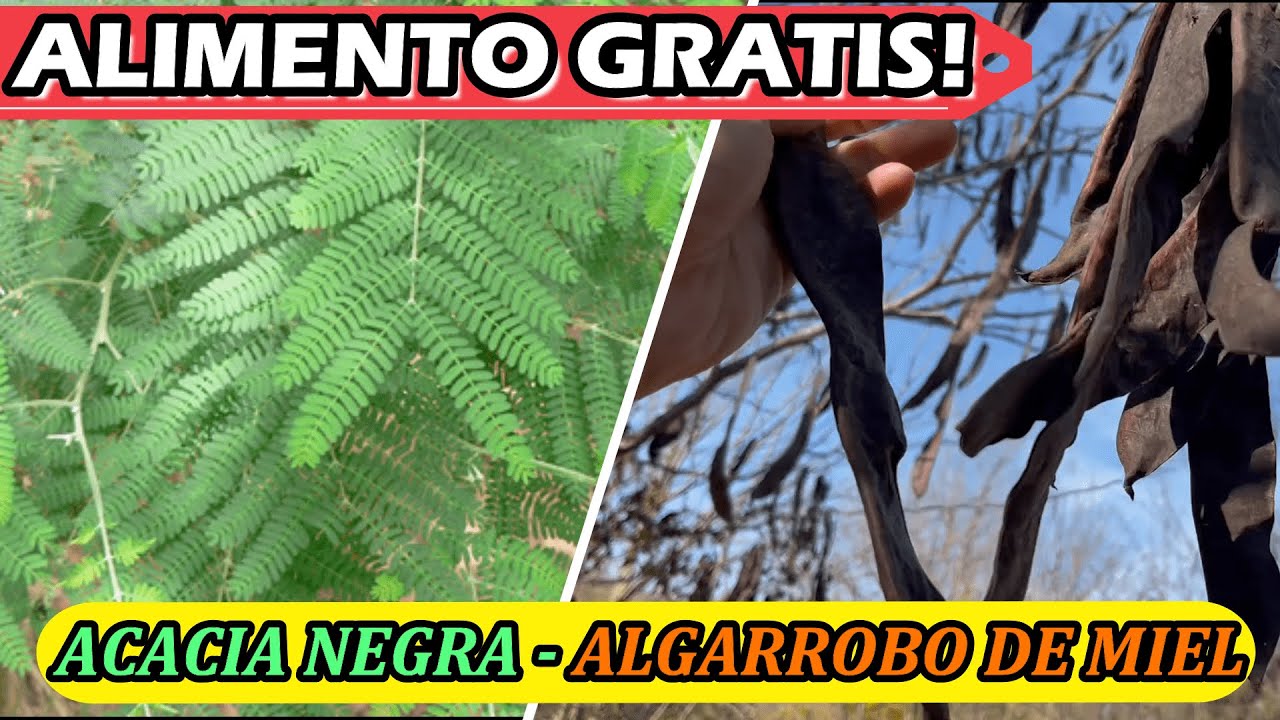 Este Árbol es ODIADO Por Todos! Para Que Sirve La Acacia Negra ? Alimento Milenario