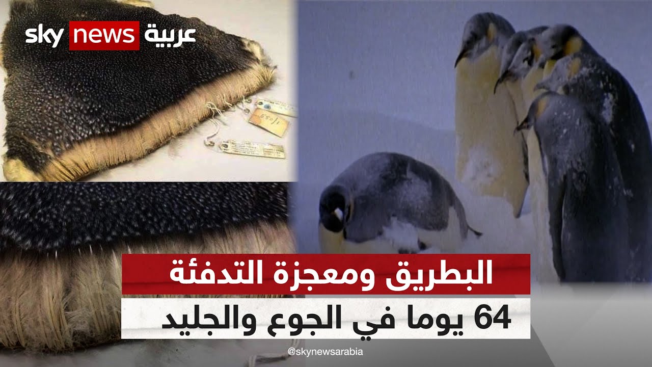 البطريق ومعجزة التدفئة.. 64 يوما في الجوع والجليد