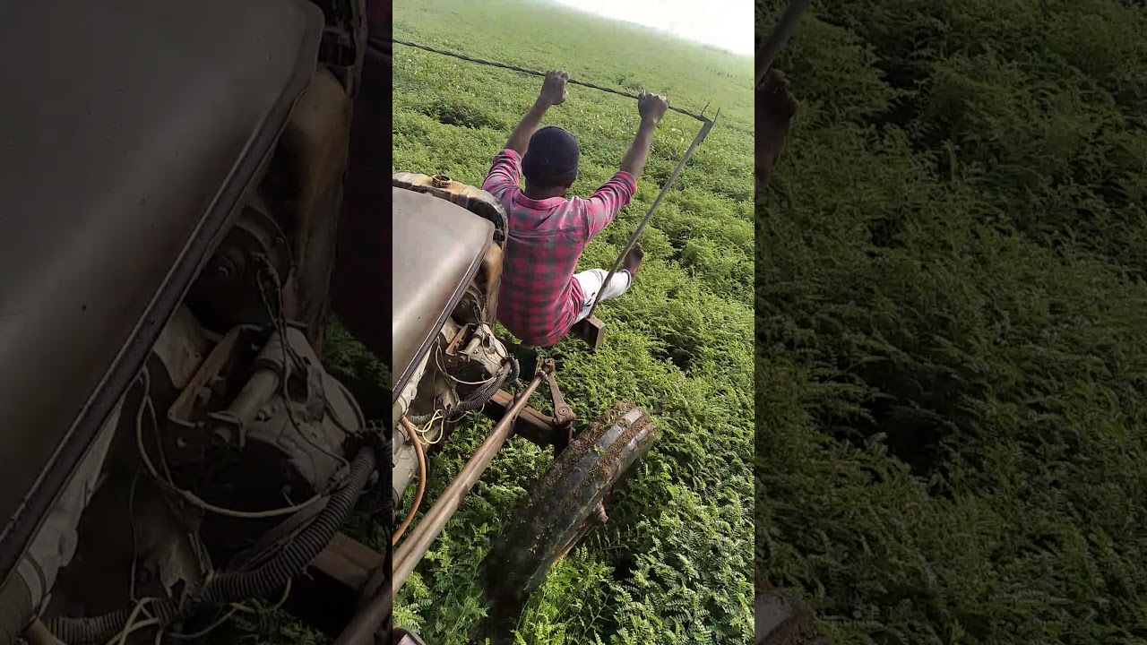 Bengal gram crop cultivation 2