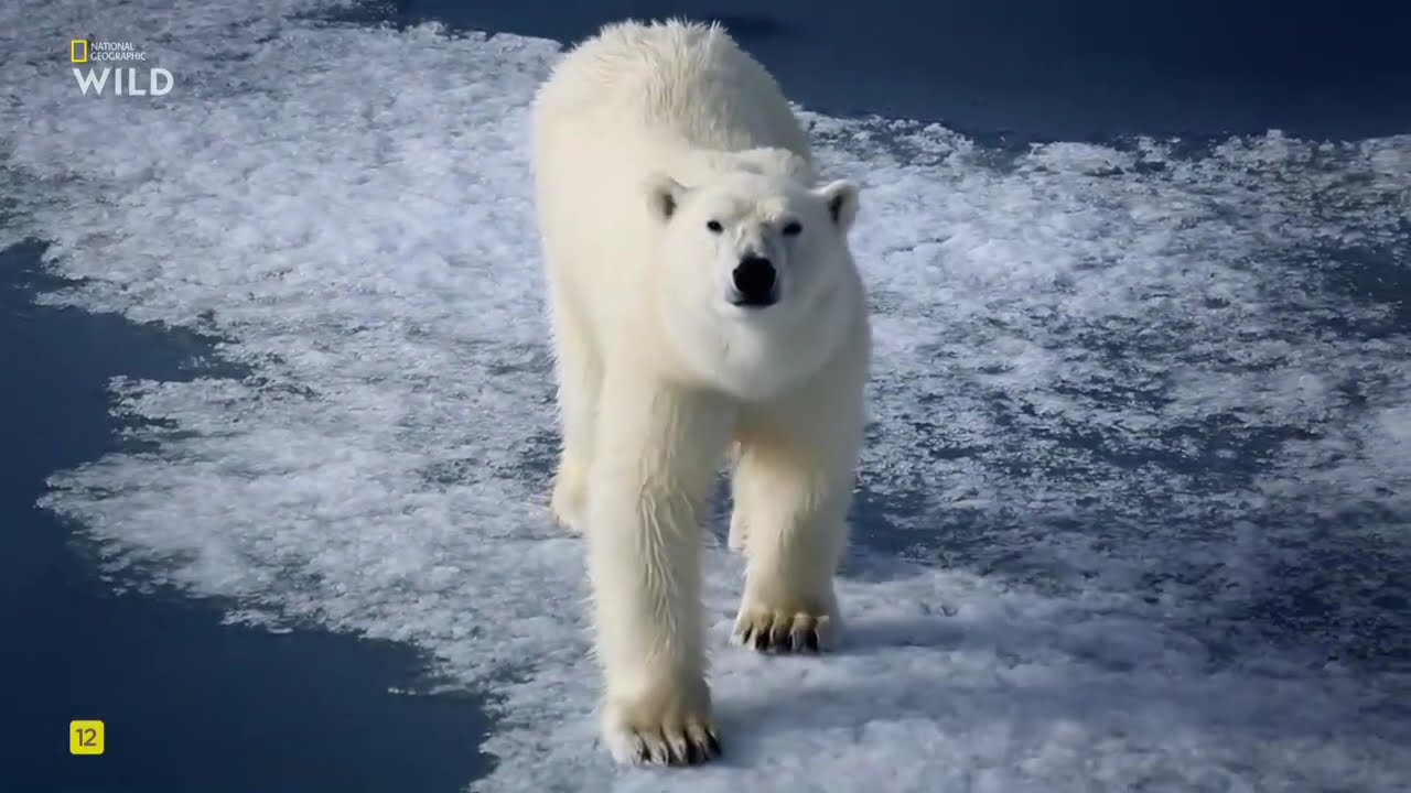 Дикие умные и смертоносные, 3 Часть. Обман.National Geographic Wild HD смотреть онлайн.