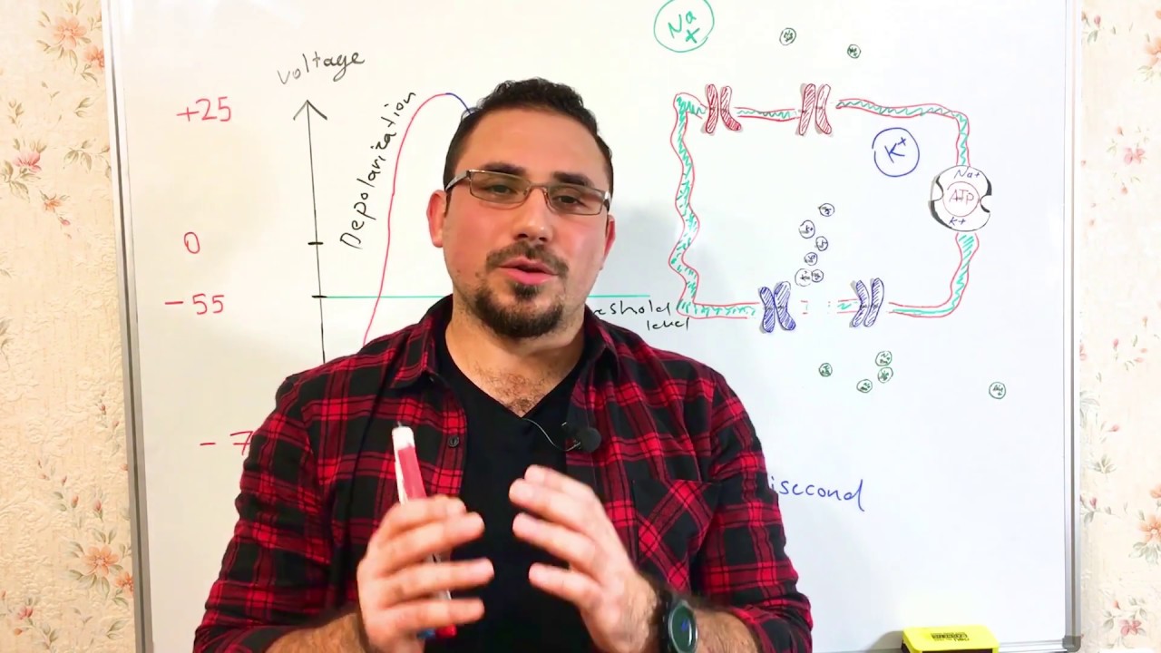 محاضرة في الفسيولوجي عملية  action potential
