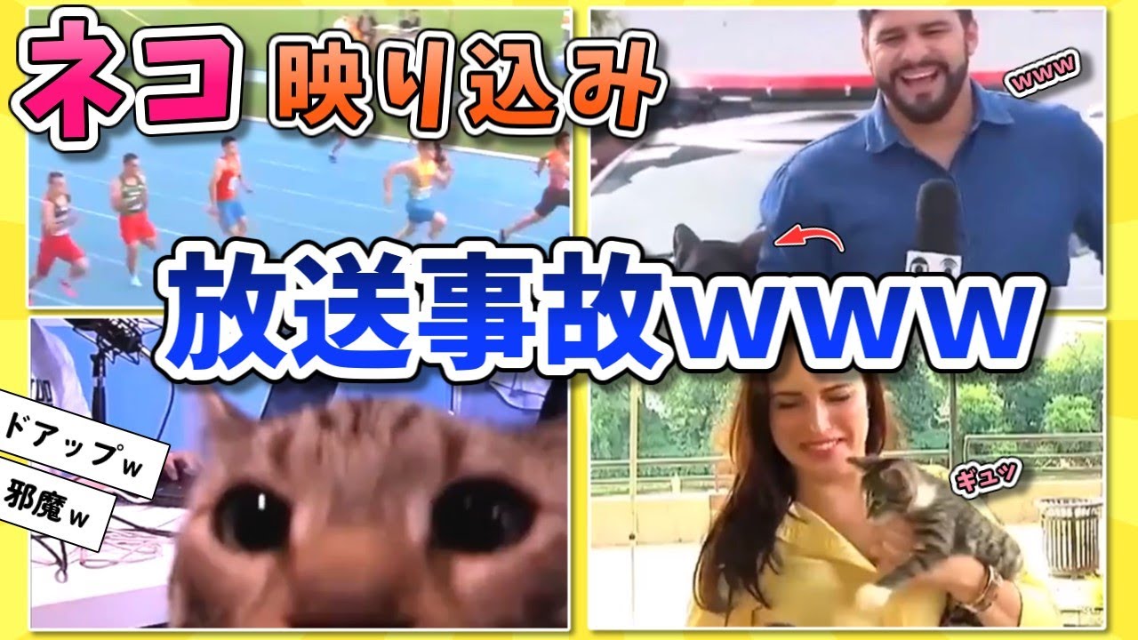 【2ch動物スレ】またもニュースに映り込むネコたちｗｗｗ