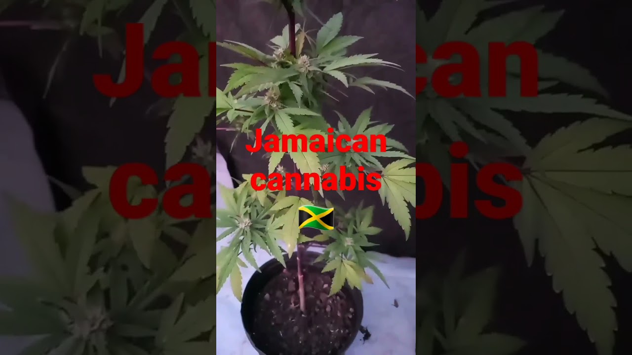 very beautiful outdoor Jamaican cannabis plants💪🏼🌱🇯🇲🔥💯