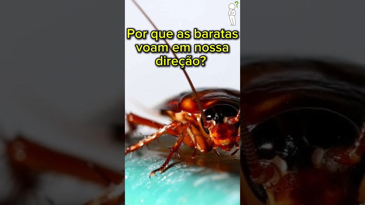 Por que as baratas voam em nossa dire&ccedil;&atilde;o? #baratas #medo #baratavoadora #pavoreal