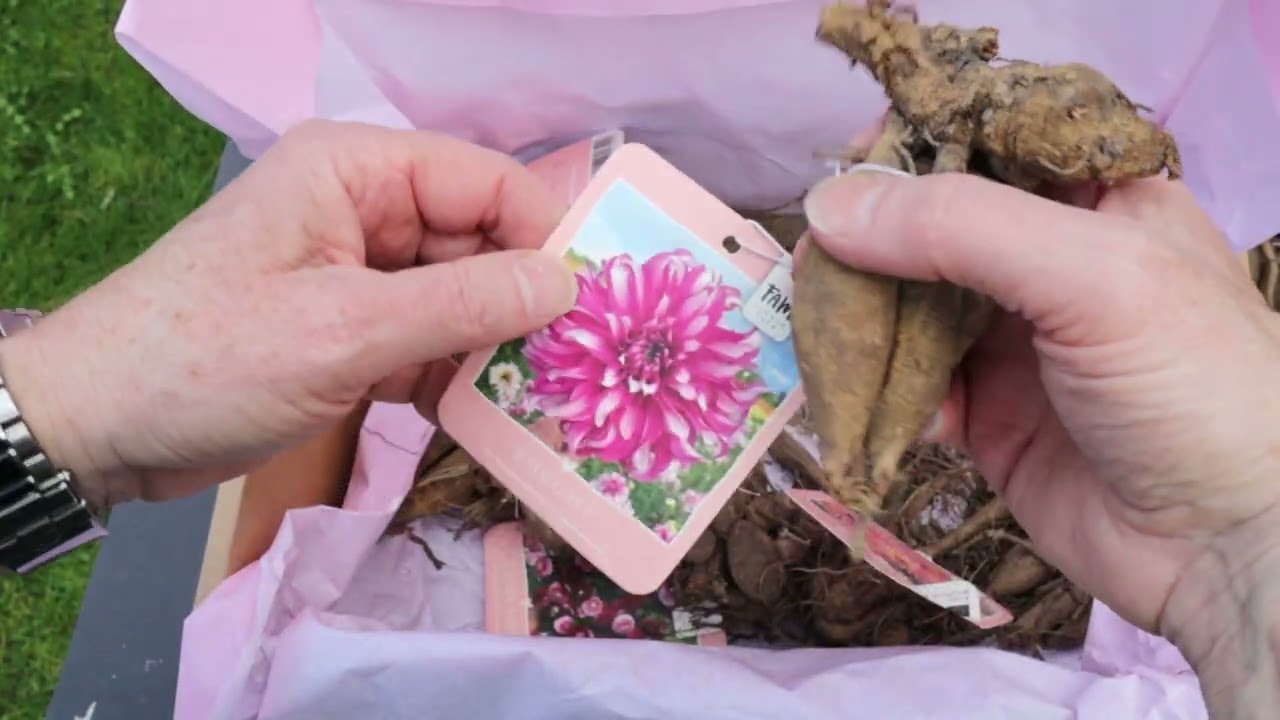 🌸 Dahlien-Neuzugänge 2025 – Unboxing & Knollen teilen! 🌸