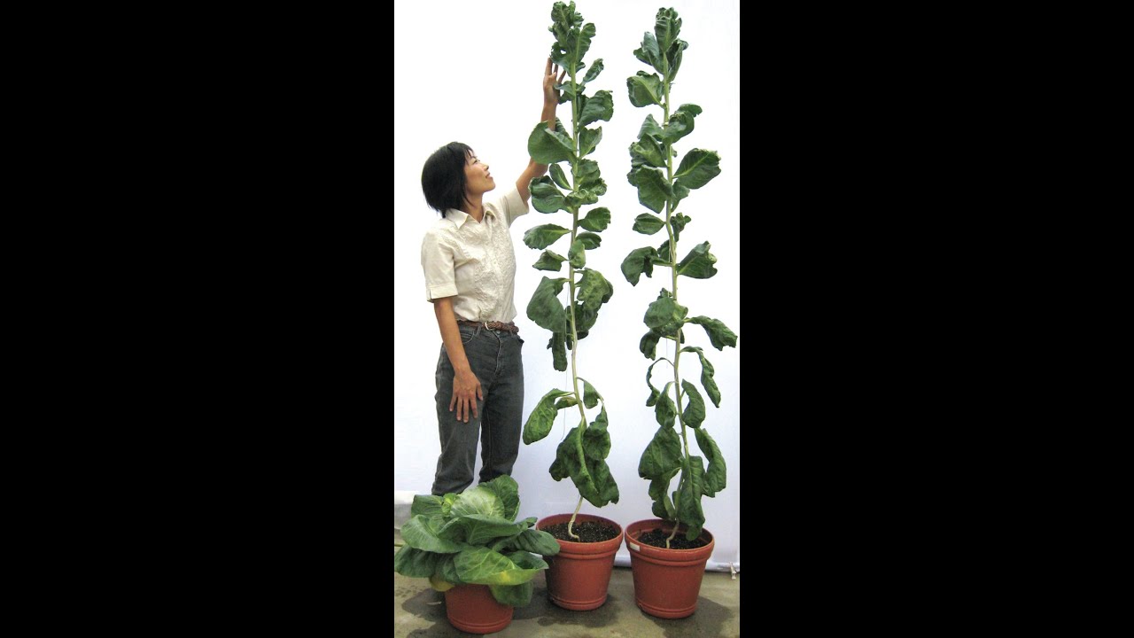 BİTKİ BÜYÜME MADDELERİ VE HORMONLAR/OKSİNLER, GİBERELLİNLER, SİTOKİNİNLER, ABSİSİK ASİT VE ETİLEN