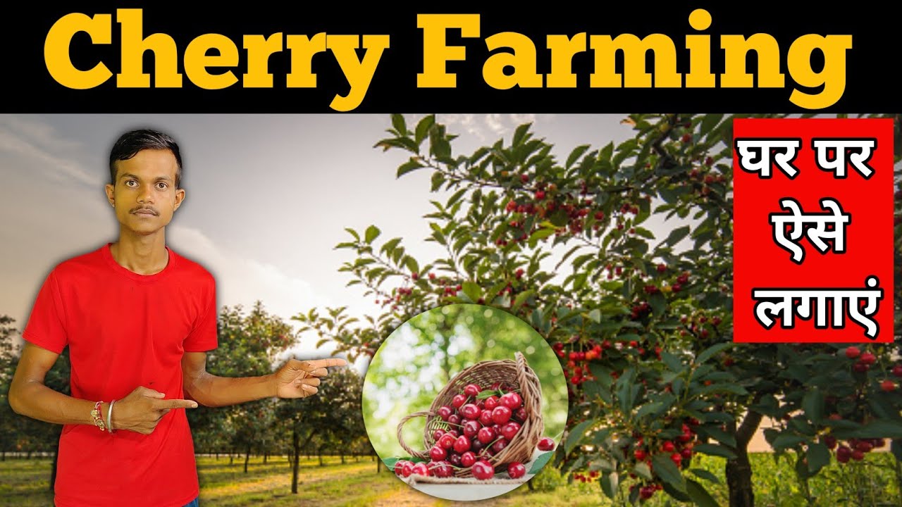 Cherry Farming | 300 per Kg | Cherry Farming in India | Profitable Farming | Full Detail Video ||