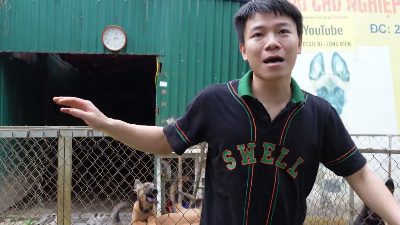 So sánh chó Malinois và chó mang phả KNPV - Làm sao để có 1 đàn chó Becgie Bỉ chất lượng