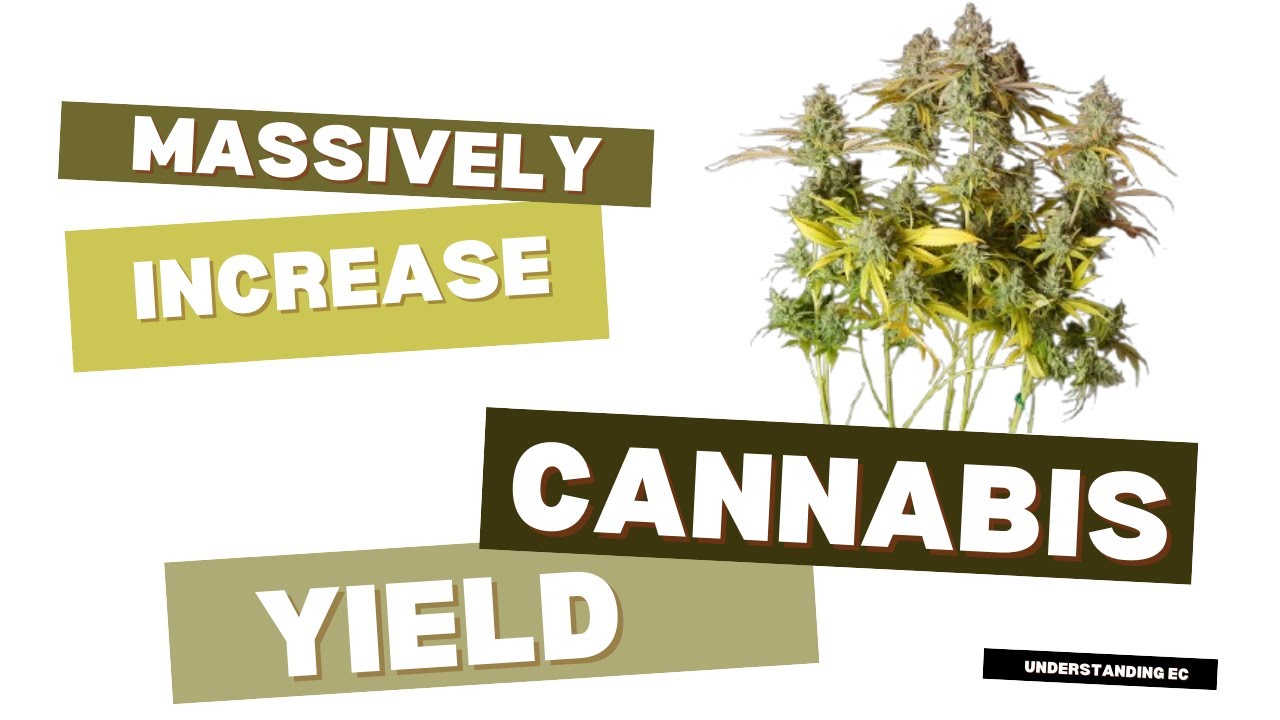 massively increase your cannabis yield by understanding EC