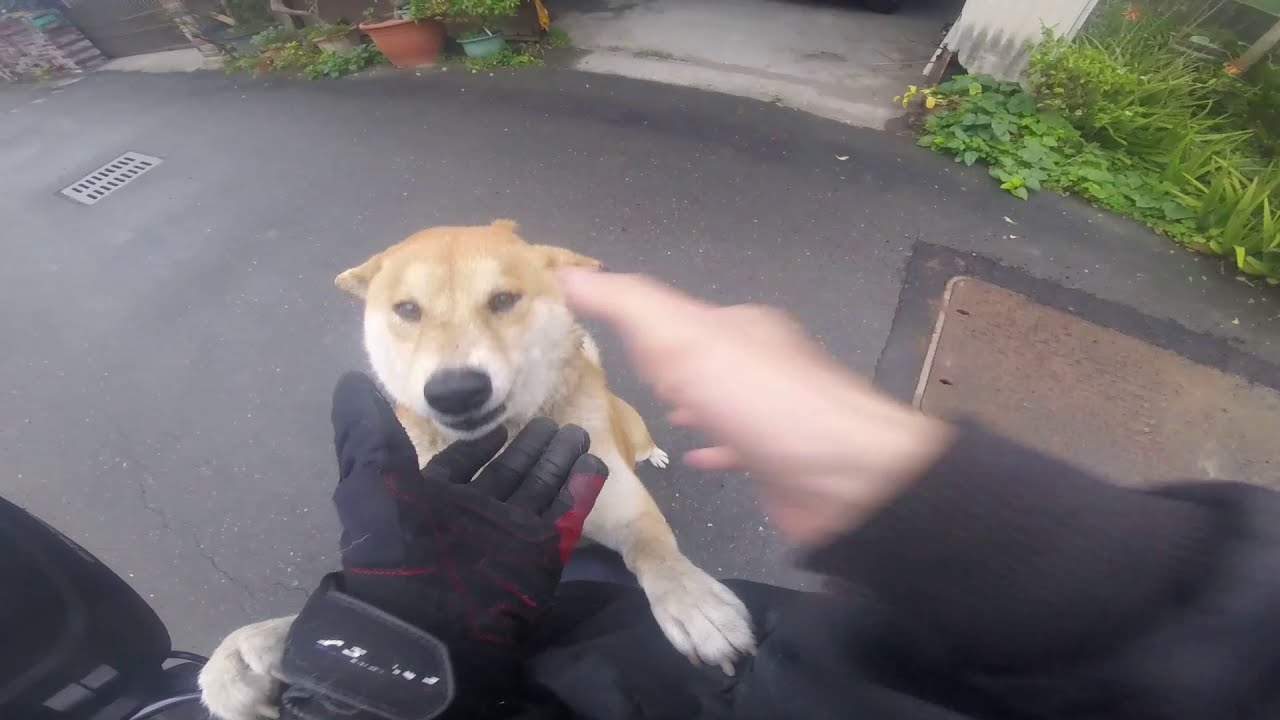 你這隻陰險的柴犬