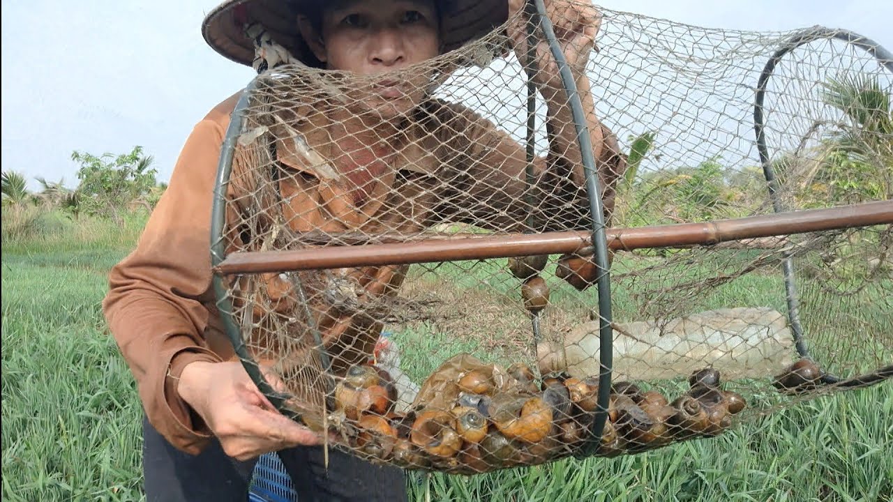 Thăm Một Lờ Dính Ốc Bươu Đủ Ăn Luôn , Lươn Đồng, Ếch Đồng @TámCáVlog1979 