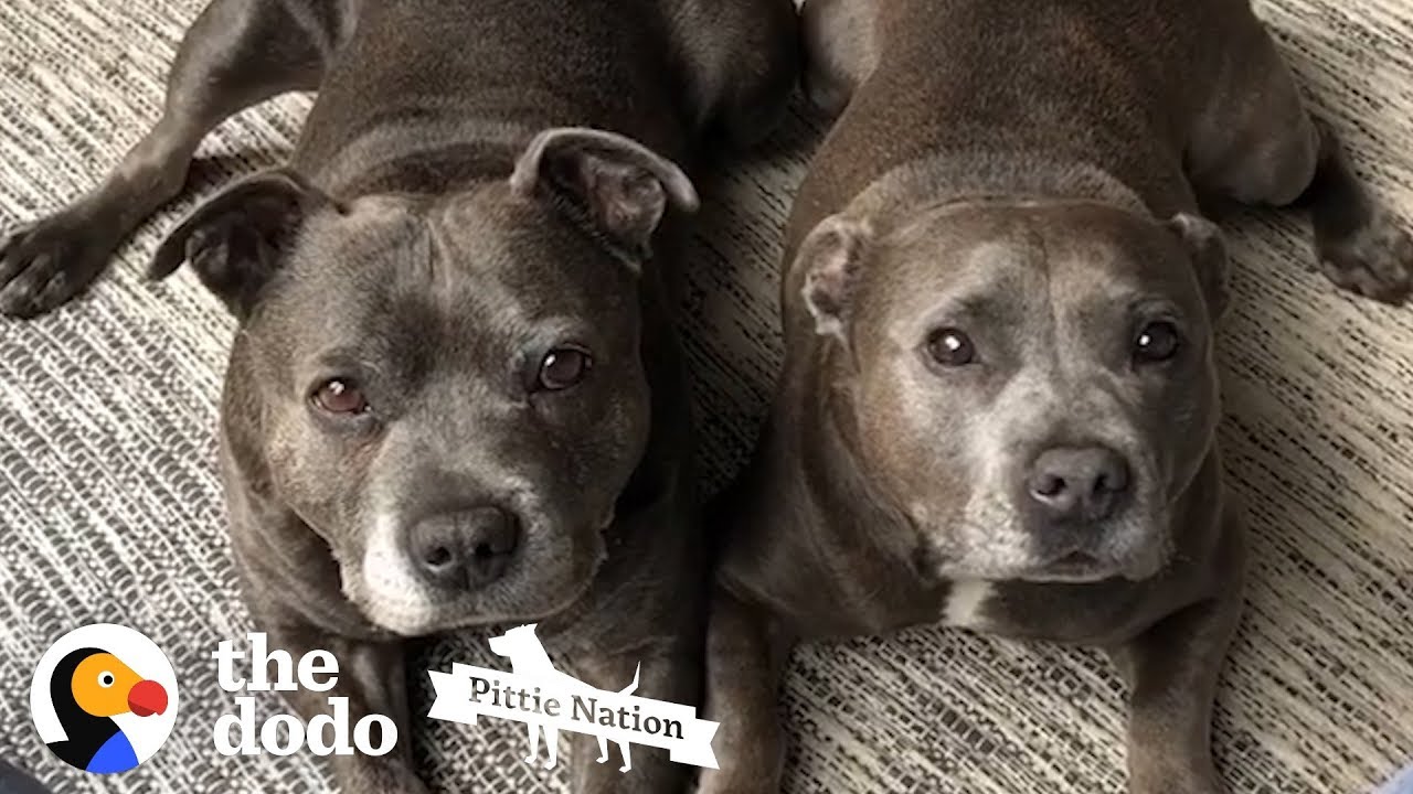 5 Things You Know if You Own A Pit Bull | The Dodo Pittie Nation