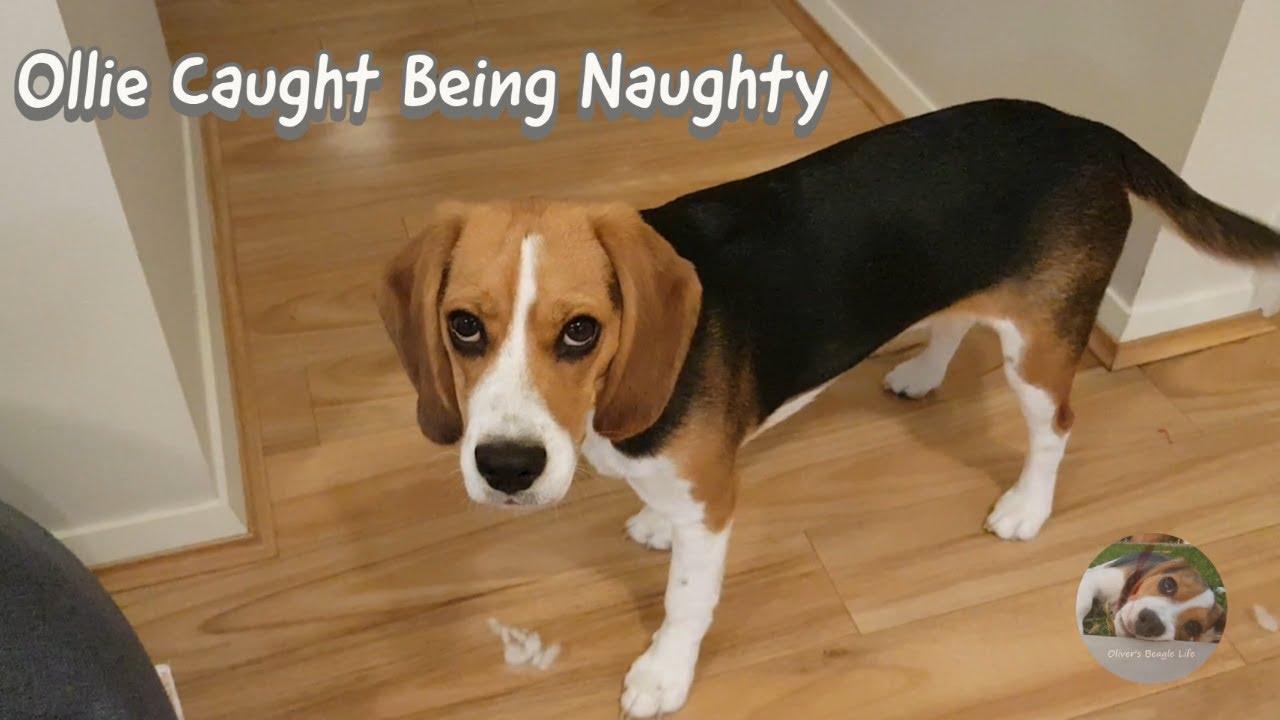 How to know when your beagle has been naughty?? 😡