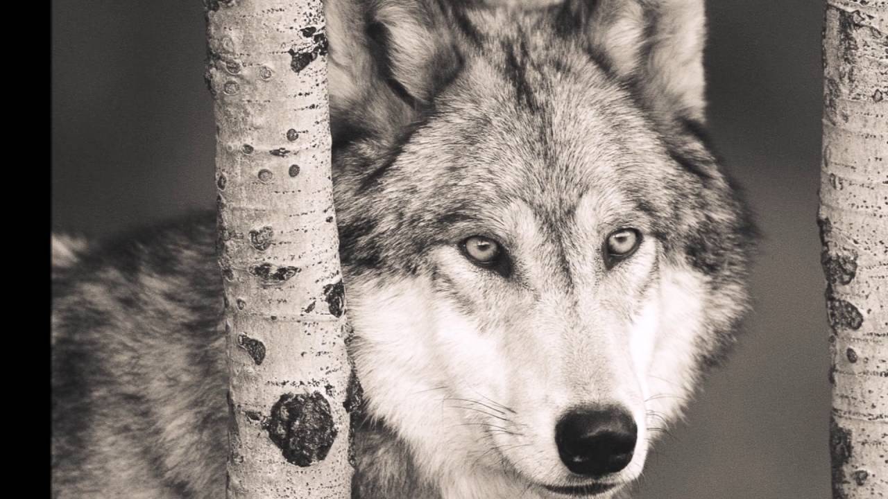 The Cult - Brother Wolf, Sister Moon ( FAN-MADE).