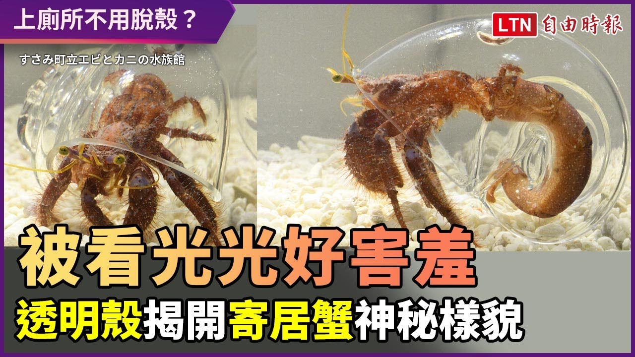 全部都被看光光了超害羞！寄居蟹用透明殼 一揭神秘面貌