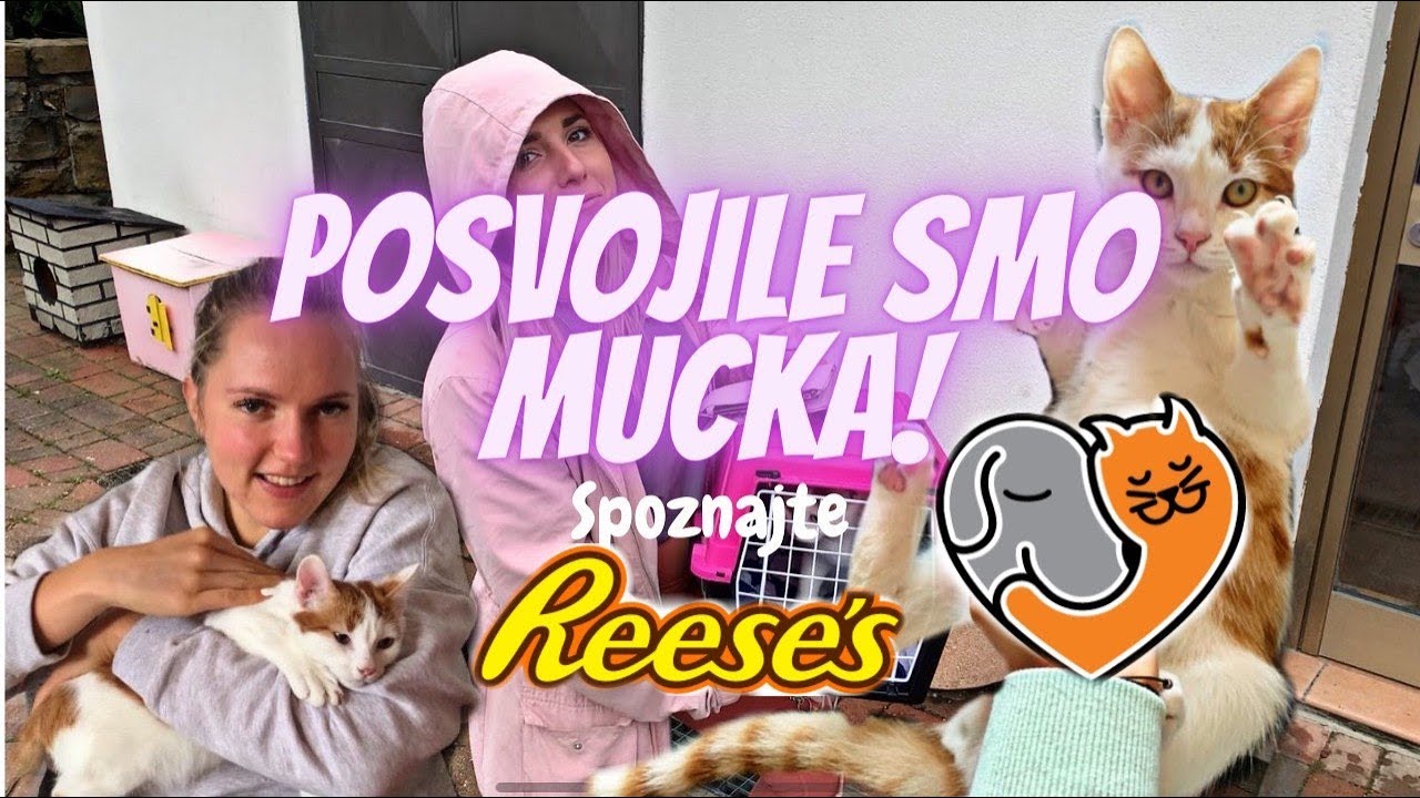 POSVOJILE SMO MUCKA! | Spoznajte Reeses🐱|uvajanje muck v nov dom, prednost posvojitve iz zavetišča