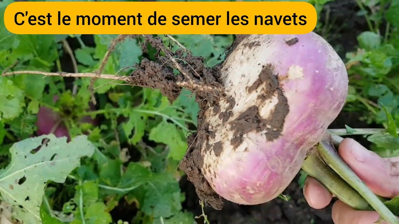Comment semer les navets jusqu'à la récolte ? 2022