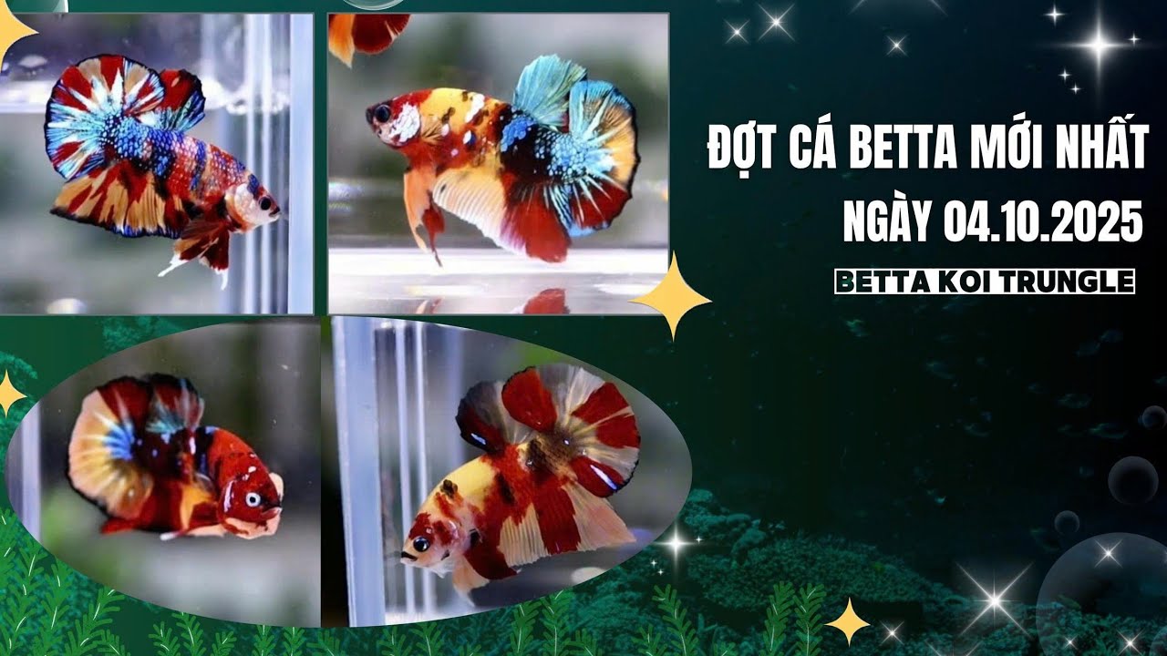 ĐỢT CÁ BETTA MỚI NHẤT 04.10.2025 | SHOP BETTA KOI TRUNG LE