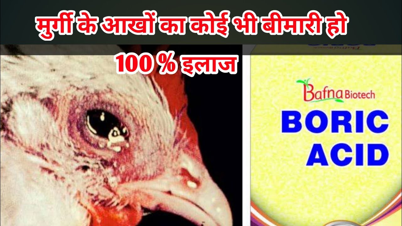 मुर्गी के आंखों का बीमारी कैसे ठीक करें ? deshi murgi palan | poultry farming |