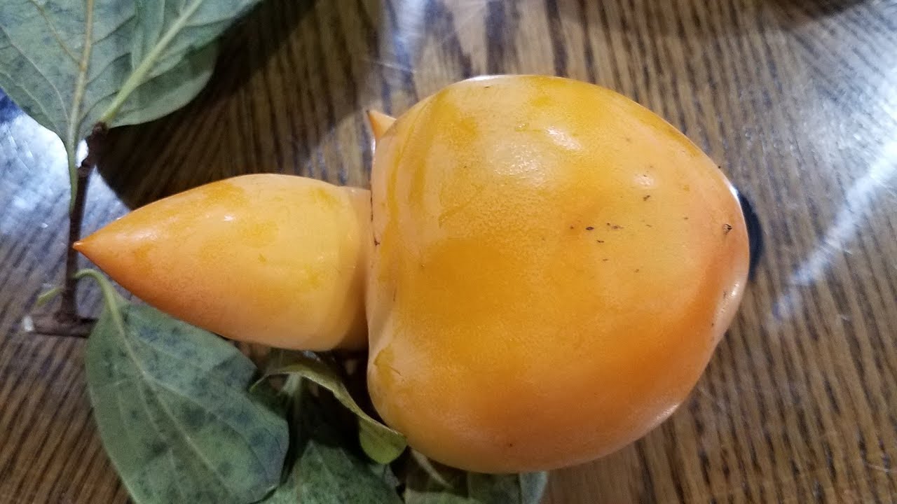 Enjoy picking the Fuyu Giant Japanese Persimmons