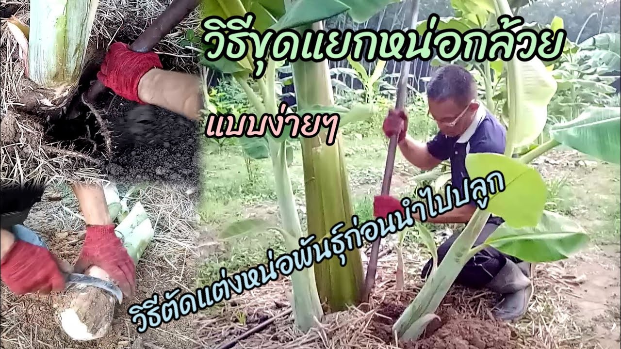 วิธีขุดแยกหน่อกล้วยไปปลูกแบบง่ายๆ