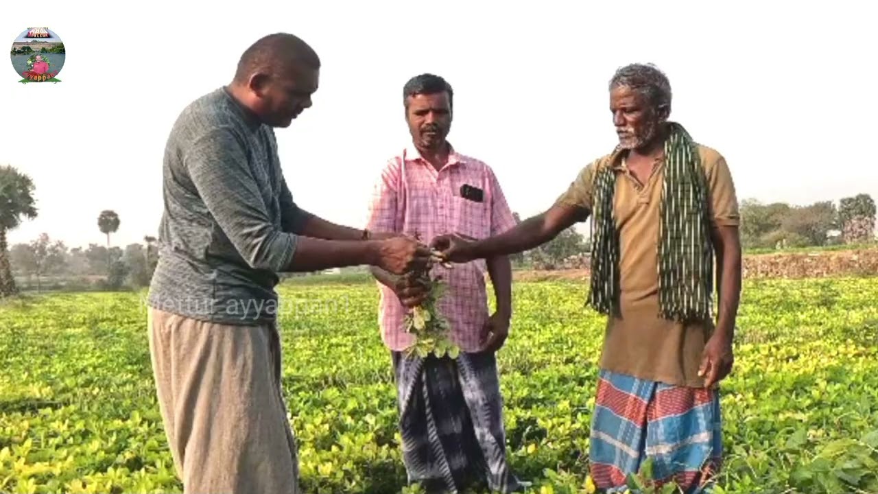 நிலக்கடலையை தாக்கிய வைரஸ்# mettur ayyappan 1..