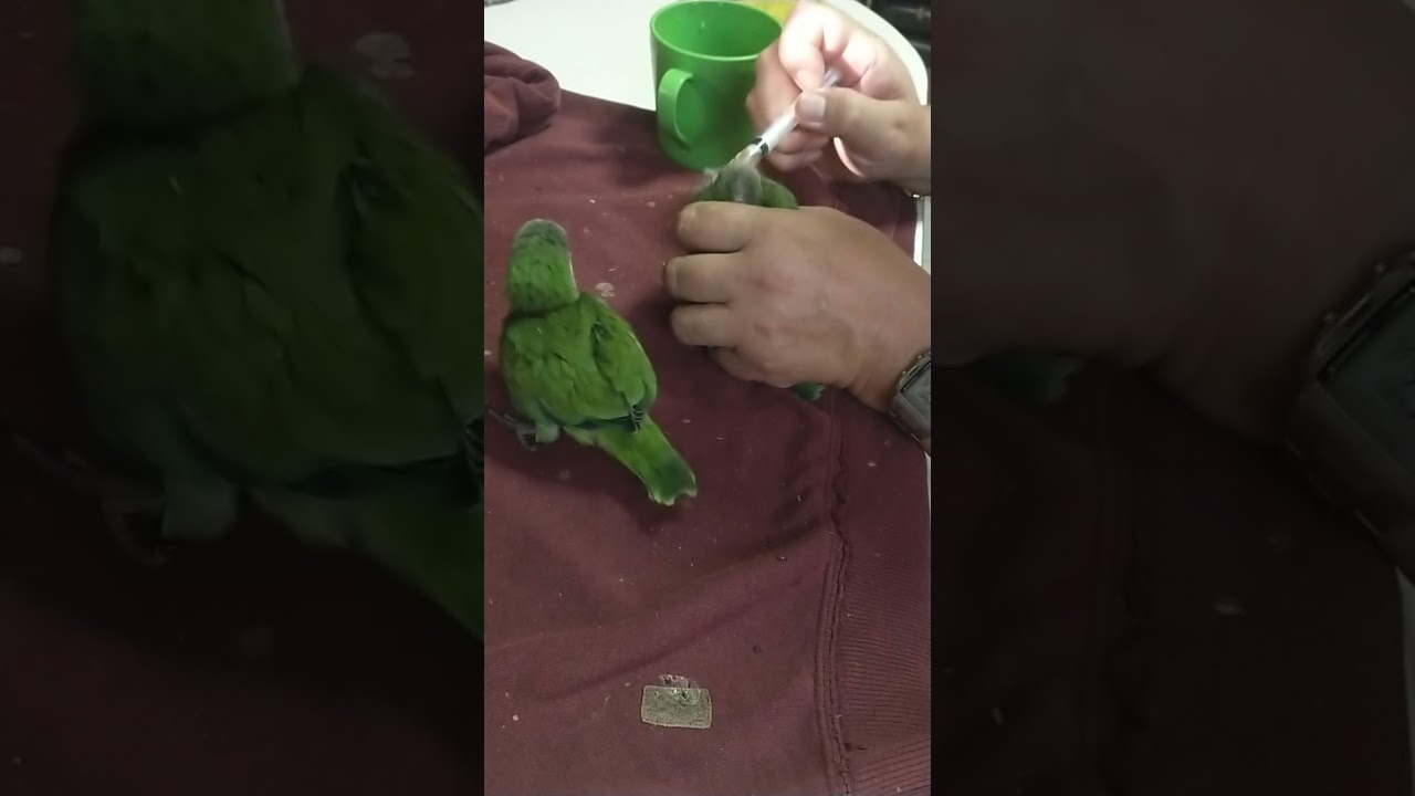 catitas argentinas. algunos cuidados y que comen