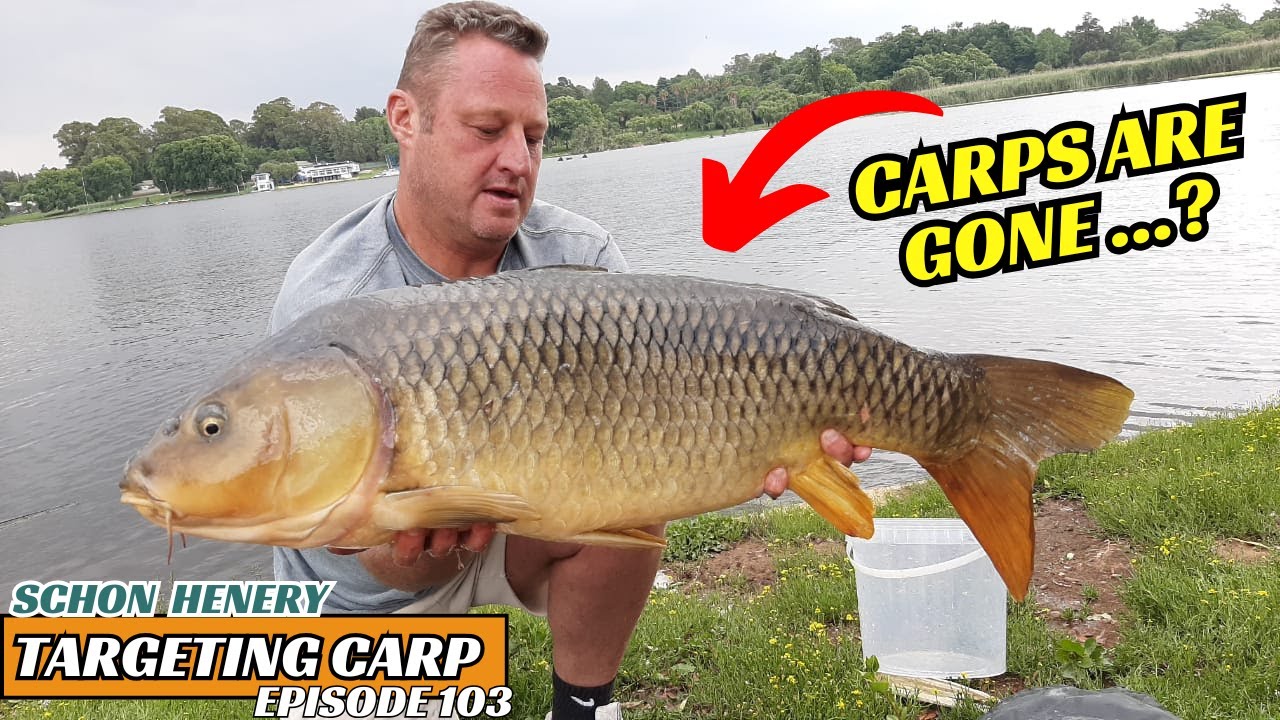 Where Did the Carp Go? Distances, Depths & Feeding Discussed [Schon Henery] The Original Podcast 103