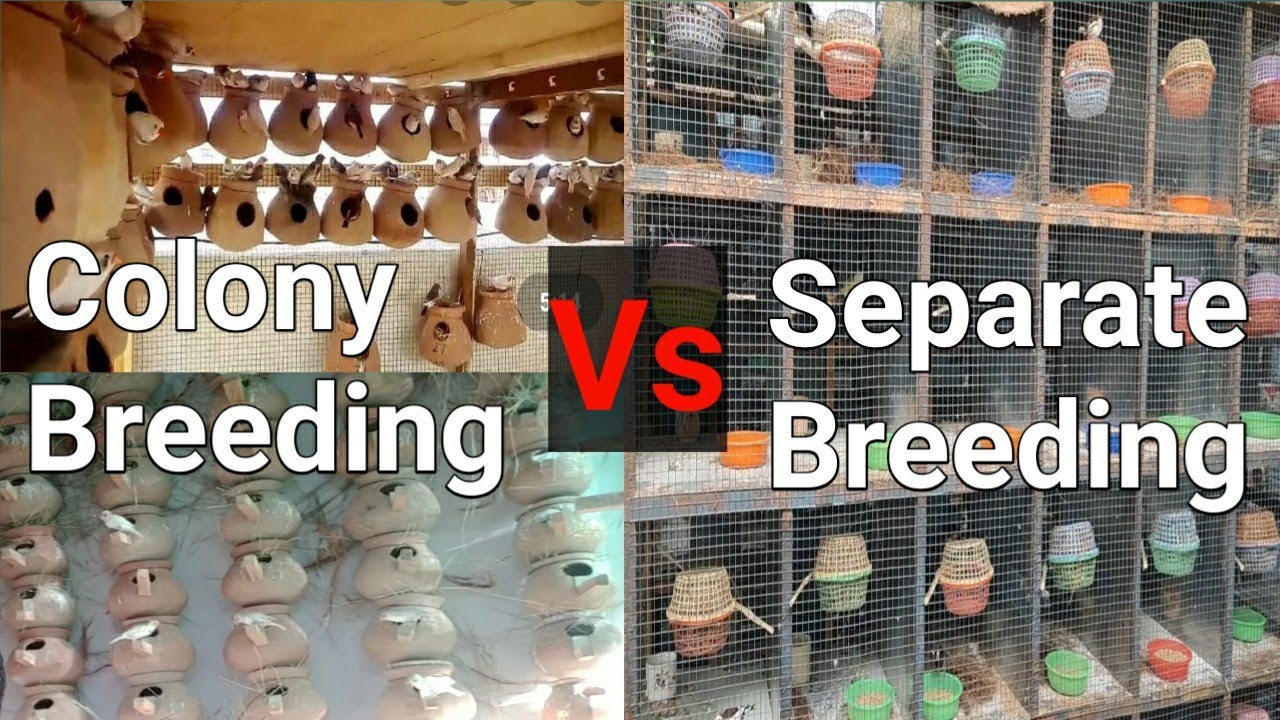 Finch Bird ki Colony Breeding Success hai , Ya Feer Separate Cages Breeding Success hai