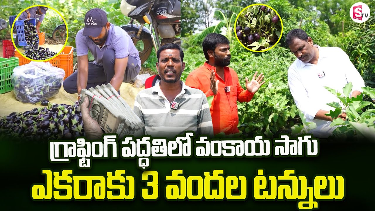 సిరులు కురిపిస్తున్న వంకాయ పంట Grafted Brinjal Cultivation | Brinjal Farming | @SumanTVsiddipet