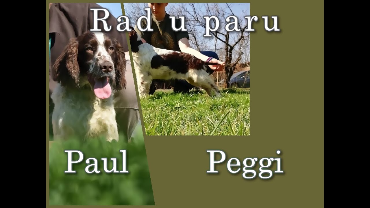 Engleski Springer Spanijel - Rad u paru
