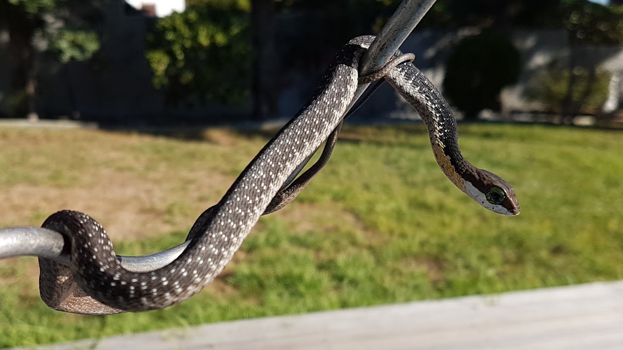 Rescuing a baby boomslang.