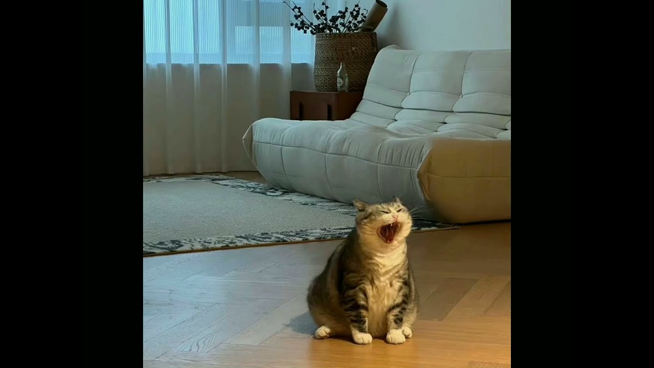 Give Me Everything - Pitbull | best part