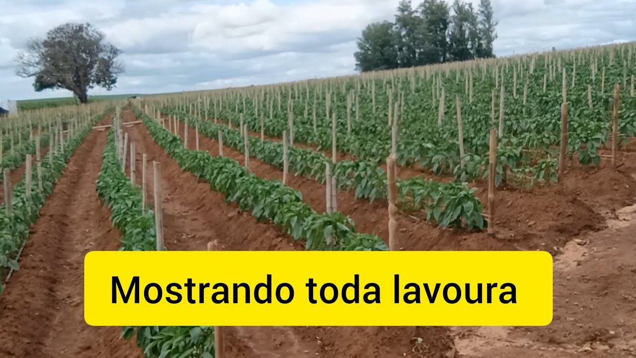 Pimentão dhara! Vou mostrar a lavoura de pimentão do começo até o final.