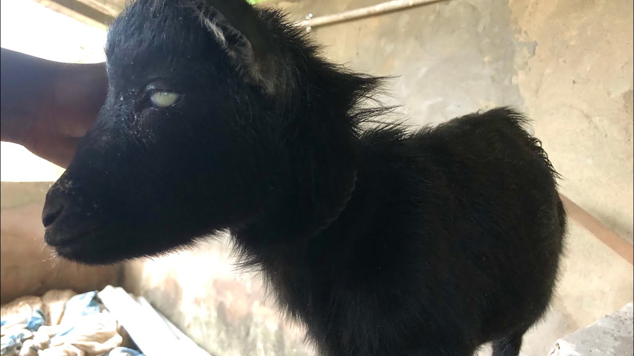 How To Treat Pink Eye In Goats
