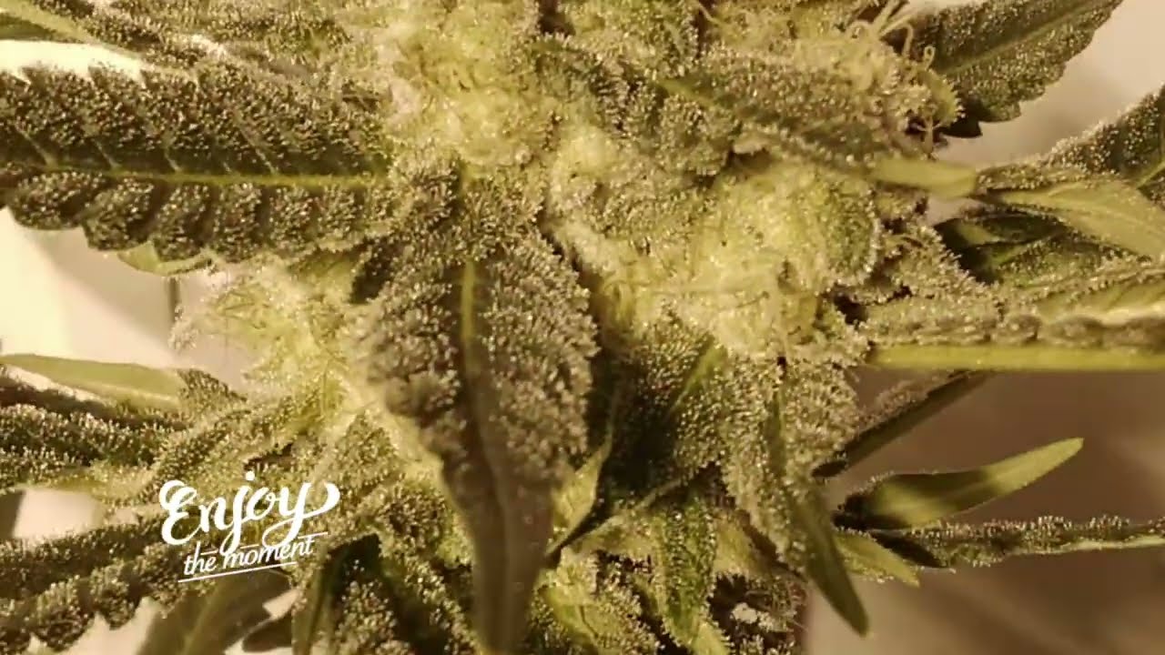 Growing weed flower week 4 to 6 1000watt hps