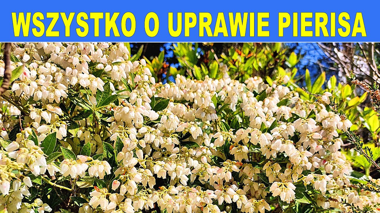 Pieris japoński - uprawa, wymagania, stanowisko
