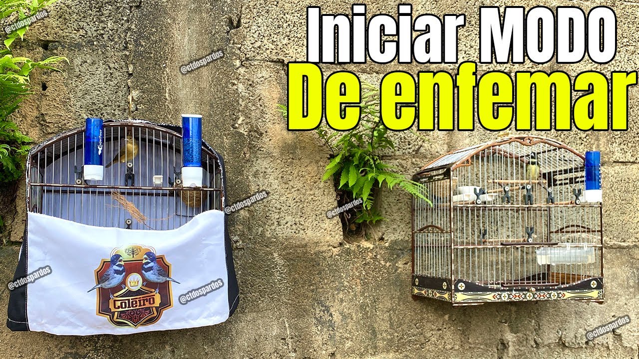 INICIANDO MÉTODO DE ENFEMAR OUTRO COLEIRO