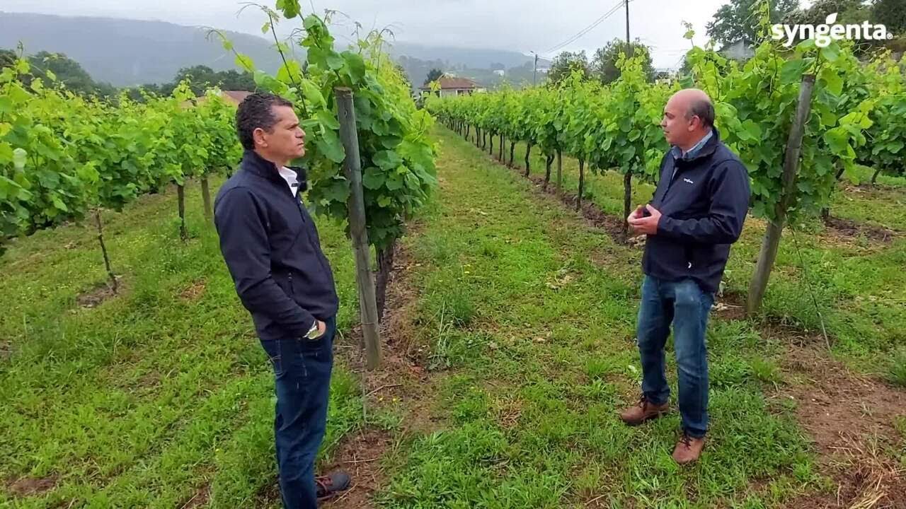 🍇Minuto Syngenta #7 -  Estratégia de proteção da vinha na Floração