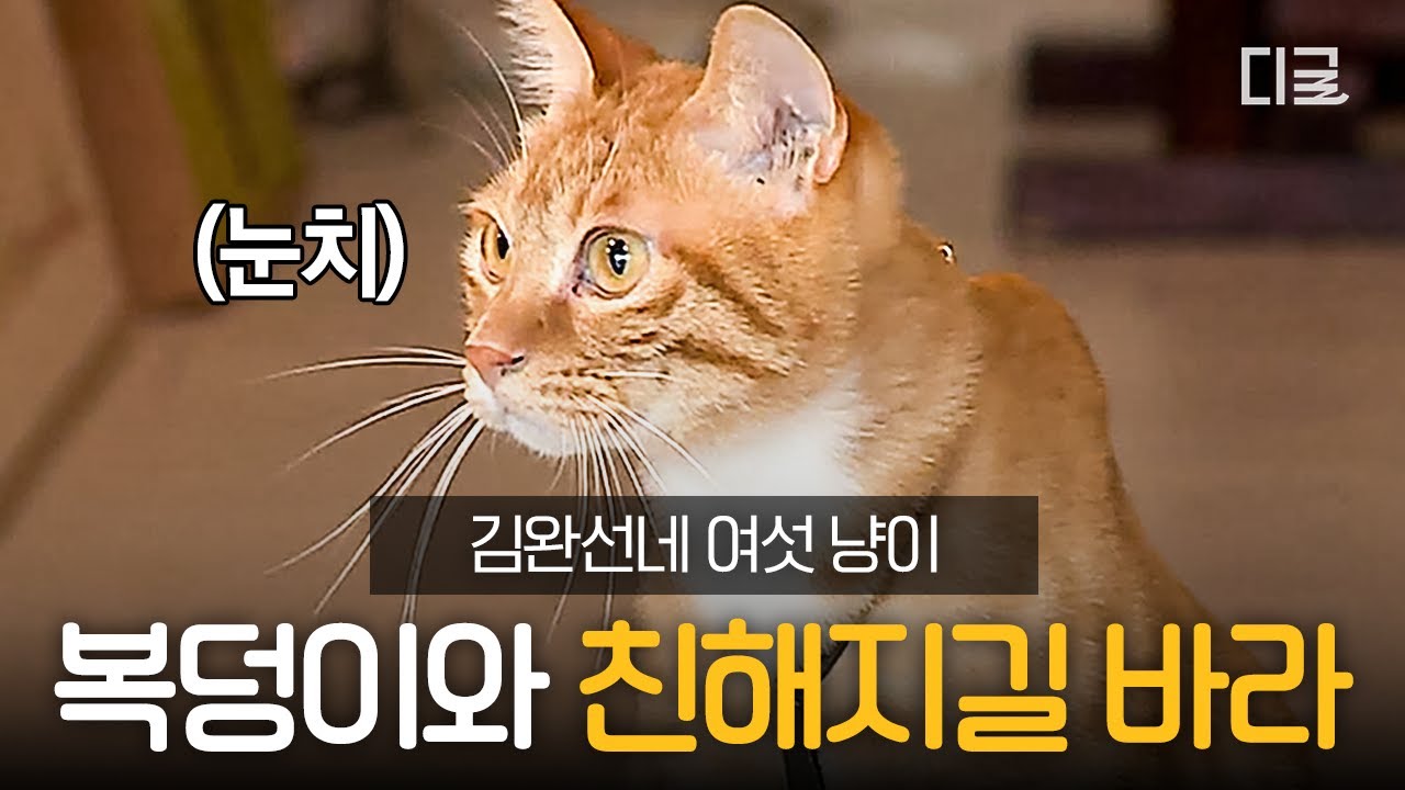 [#대화가필요한개냥] 다리가 불편한 김완선네 고양이, 복덩이😿 복덩이와 다섯 냥이들은 친해질 수 있을까⁉️