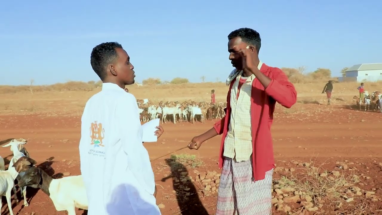 Wasaaradda Xanaanada Xoolaha KGS oo Baydhabo Ka Bilowday Ololaha Talaalka iyo Daaweynta Xoolaha.