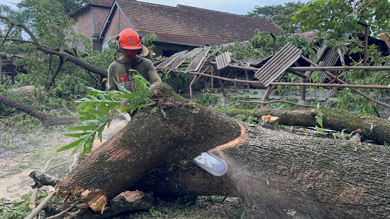 Cutdown 3 Burned Trees! The Ruined Hut Was Crushed!
