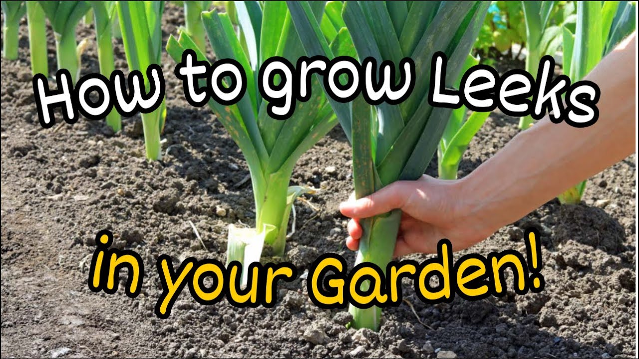 How to Grow Leeks from Seed in YOUR Garden! | January 2026 | UK
