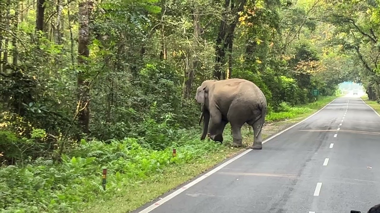 Rare Asian Elephant Sighting | Wild Tusker Crossing the Road in Chalsa Forest Reserve