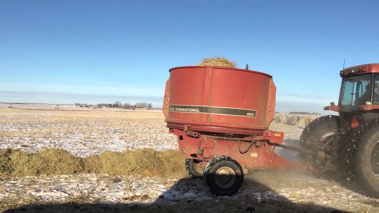 feeding cows with bale shredder 2015